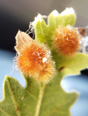 Atrusca trimaculosa