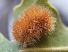 Atrusca trimaculosa