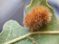 Atrusca trimaculosa