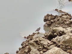 Arenaria interpres
