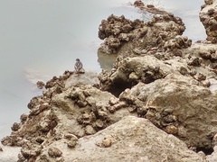 Arenaria interpres
