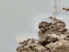 Arenaria interpres