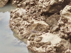 Arenaria interpres