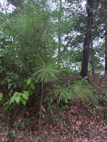 Pinus taeda image