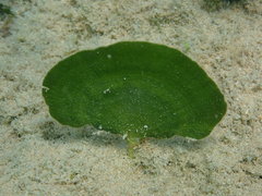 Udotea flabellum