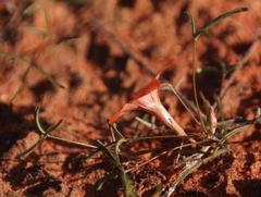 Oxalis gracilis gracilis