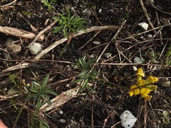 Rhynchosia ferulifolia