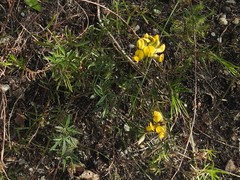 Rhynchosia ferulifolia