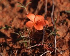 Oxalis gracilis gracilis