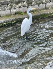 Ardea alba