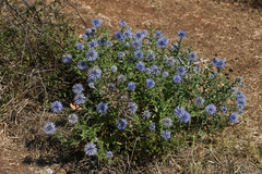 Echinops microcephalus