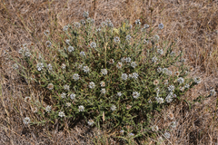 Echinops microcephalus