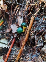 Leotia viscosa