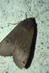 Noctua pronuba