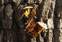 Byblia anvatara acheloia