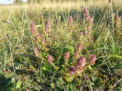 Thymus pulegioides pulegioides