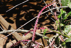 Lepismium cruciforme