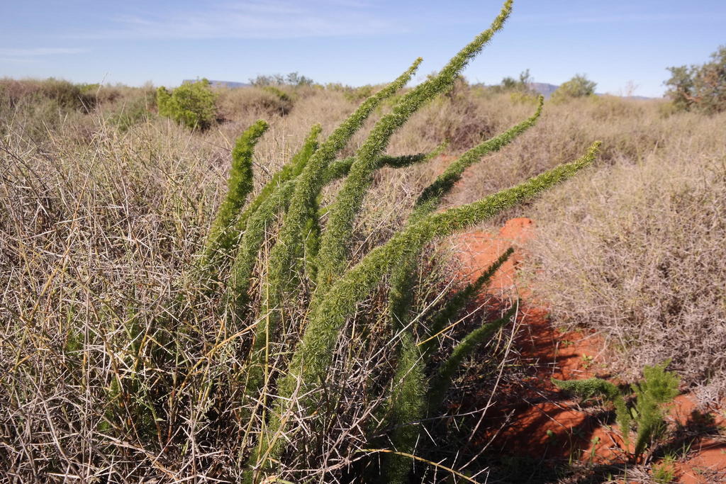 Juniper-like Asparagus