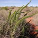 Asparagus juniperoides - Photo (c) Nick Helme, some rights reserved (CC BY-SA), uploaded by Nick Helme