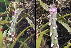 Lepismium cruciforme