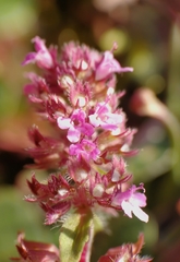 Thymus pulegioides pulegioides