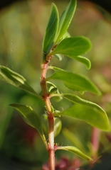 Thymus pulegioides pulegioides