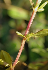 Thymus pulegioides pulegioides