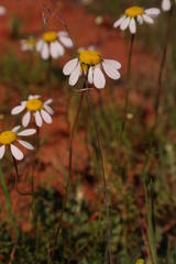 Foveolina tenella