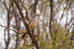 Sandhill Grasswren photo 4
