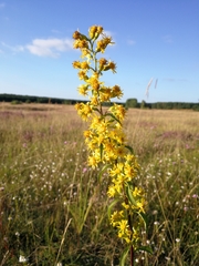 Solidago virgaurea virgaurea