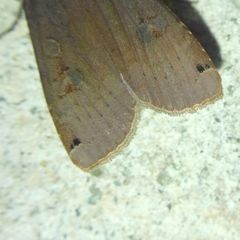 Noctua pronuba