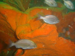 Pachymetopon blochii