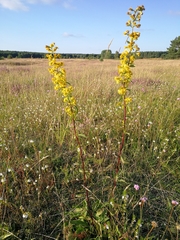 Solidago virgaurea virgaurea