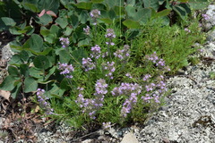 Thymus dzevanovskyi
