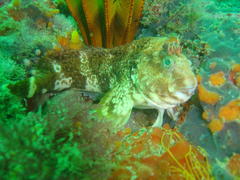 Parablennius cornutus