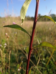 Solidago virgaurea virgaurea