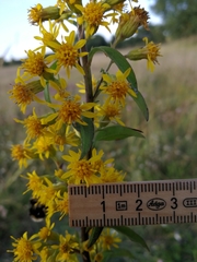 Solidago virgaurea virgaurea