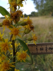 Solidago virgaurea virgaurea