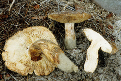 Tricholoma colossus