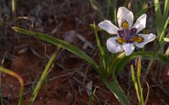 Moraea falcifolia