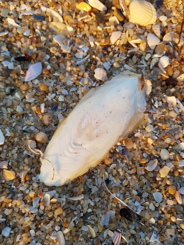 photo of European Common Cuttlefish (Sepia officinalis)