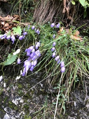 Campanula cespitosa