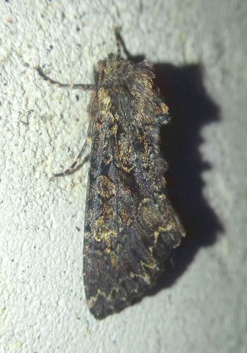 Dark Brocade