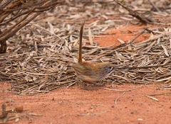 Sandhill Grasswren photo 3