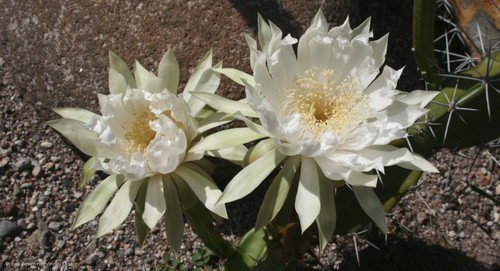 Triangle cactus