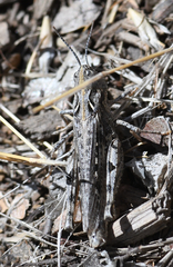 Psoloessa delicatula