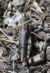 Psoloessa delicatula