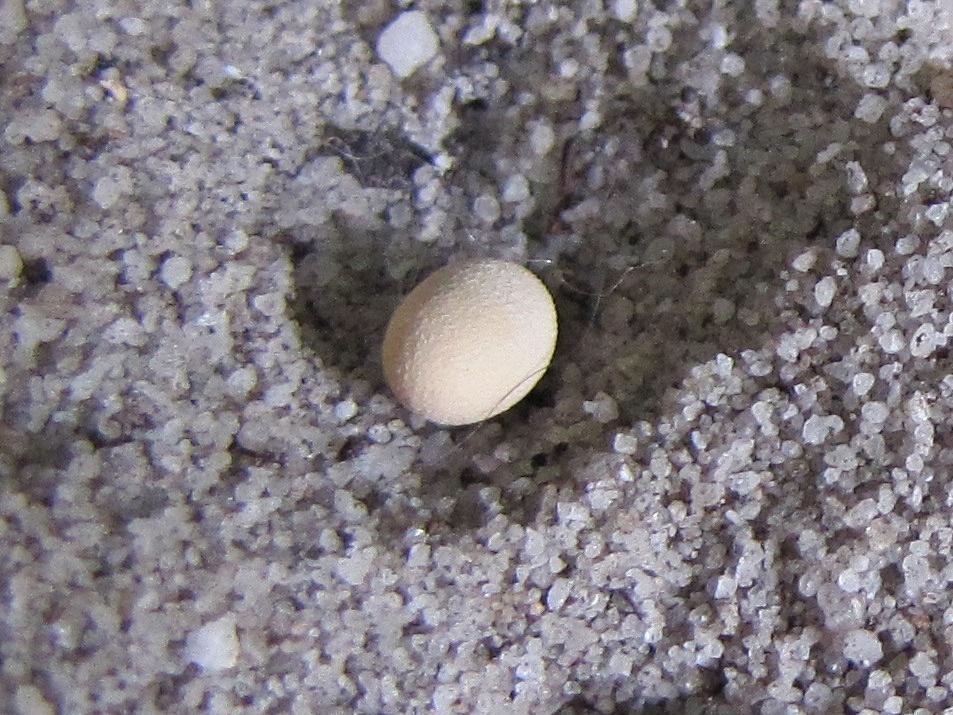 Jumping-ball Moth