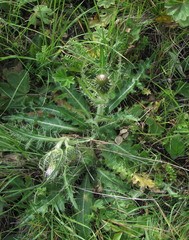 Cirsium rhizocephalum