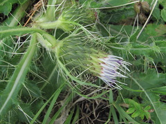 Cirsium rhizocephalum